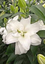 Лилия ОТ гибрид Бонасера