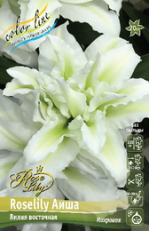 Лилия восточная Roselily Аиша