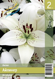 Лилия ЛА гибрид Айлинер