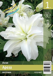 Лилия восточная Ароза