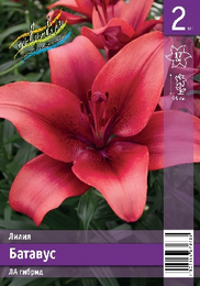 Лилия ЛА гибрид Батавус