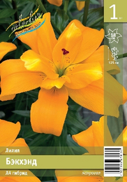 Лилия ЛА гибрид Бэкхэнд