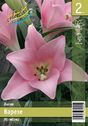 Лилия ЛО гибрид Варезе