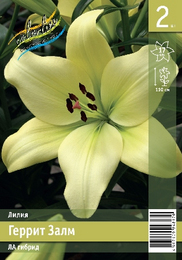 Лилия ЛА гибрид Геррит Залм
