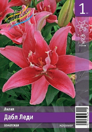 Лилия азиатская Дабл Леди