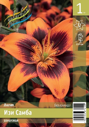 Лилия азиатская Изи Самба