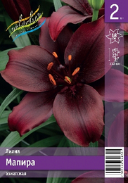 Лилия азиатская Мапира