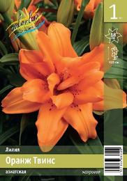 Лилия азиатская Оранж Твинc