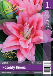 Лилия восточная Roselily Виола