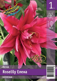 Лилия восточная Roselily Елена
