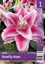 Лилия восточная Roselily Нова