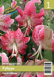 Лилия прекрасная Рубрум