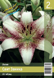 Лилия ЛА гибрид Свит Заника