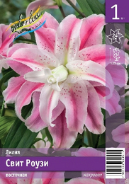 Лилия восточная Свит Роузи