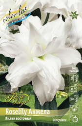Лилия восточная Roselily Анжела