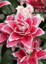 Лилия восточная Roselily Саманта