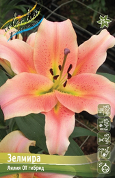 Лилия ОТ гибрид Зелмира