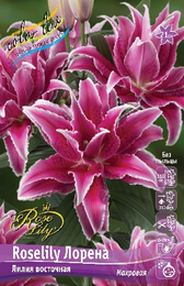 Лилия восточная Roselily Лорена