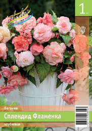 Бегония клубневая Сплендид Фламенка