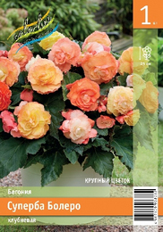 Бегония клубневая Суперба Болеро