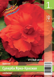 Бегония клубневая Суперба Ярко-Красная