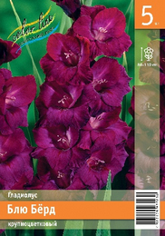 Гладиолус Блю Бёрд