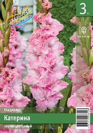 Гладиолус Катерина