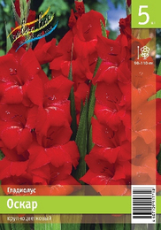 Гладиолус Оскар