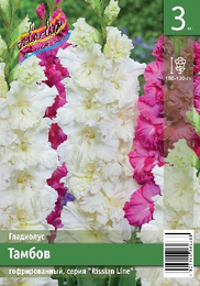 Гладиолус Тамбов