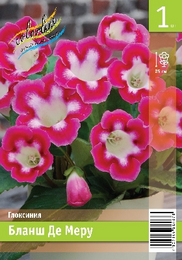 Глоксиния Бланш Де Меру