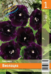 Глоксиния Виолацеа