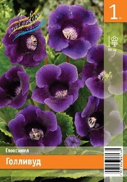 Глоксиния Голливуд