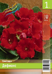 Глоксиния Дефианс