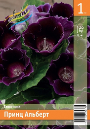 Глоксиния Принц Альберт