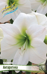 Амариллис Антарктика