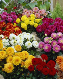 Георгина Гэллери Микс