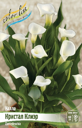 Калла Кристал Клиэр