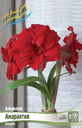 Амариллис Амарантия