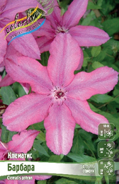 Клематис Барбара