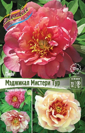 Пион ИТО гибрид Мэджикал Мистери Тур