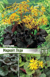 Бузульник зубчатый Миднайт Леди