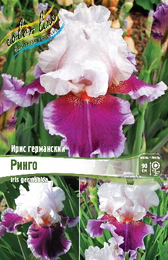 Ирис германский Ринго