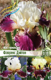 Ирис германский Флоренс Дэйтон