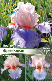Ирис германский Френч Канкан