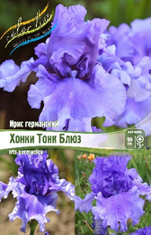 Ирис германский Хонки Тонк Блюз