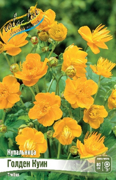 Купальница Голден Куин
