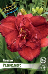 Лилейник Редикюлиоус