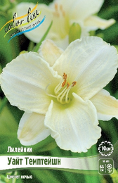 Лилейник Уайт Темптейшн
