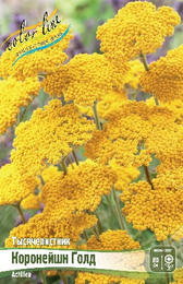Тысячелистник Коронейшн Голд