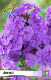 Флокс метельчатый Аметист